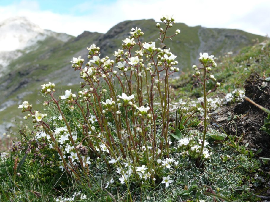 Камнеломка метельчатая saxifraga