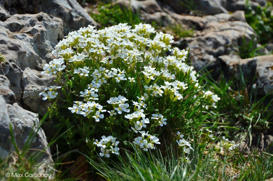 Камнеломка голостебельная