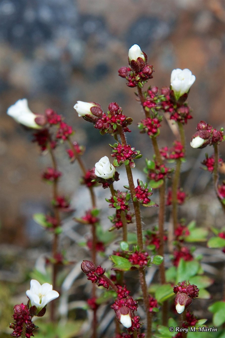 Мох камнеломка