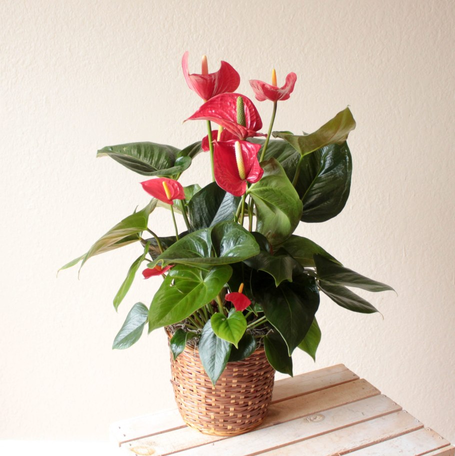 Антуриум Андре