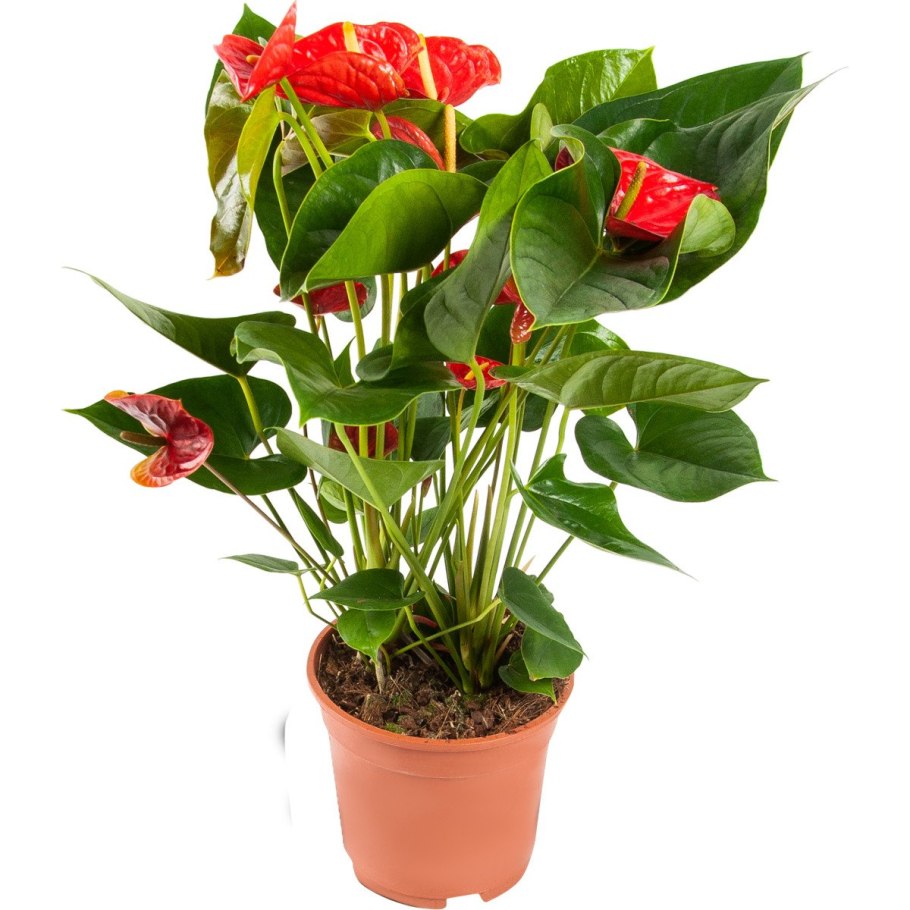 Горшечное растение Антуриум