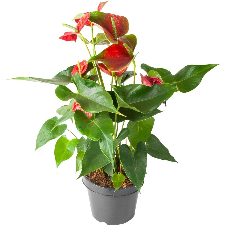 Антуриум Андре красный