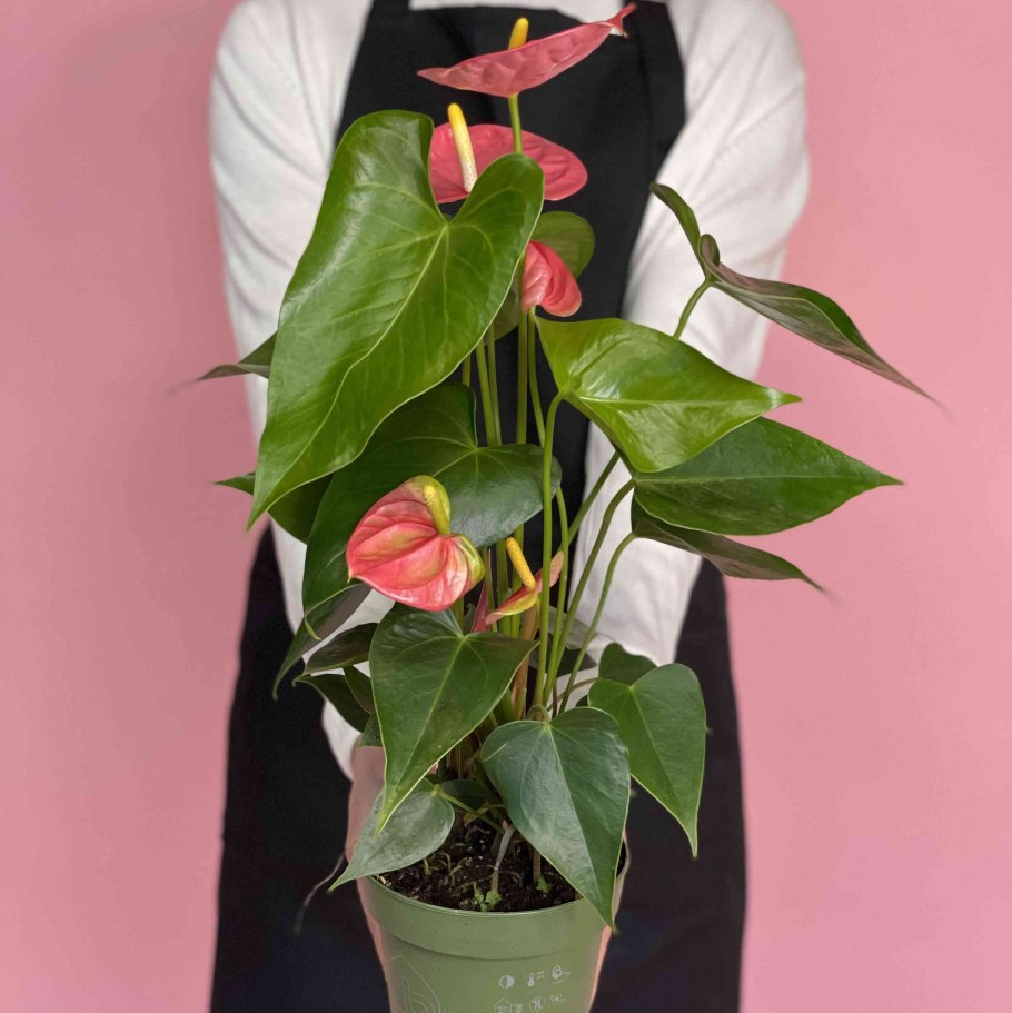 Антуриум Андре Фламинго