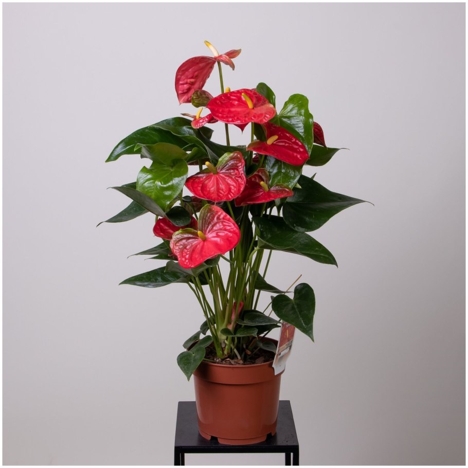 Антуриум Андре красный