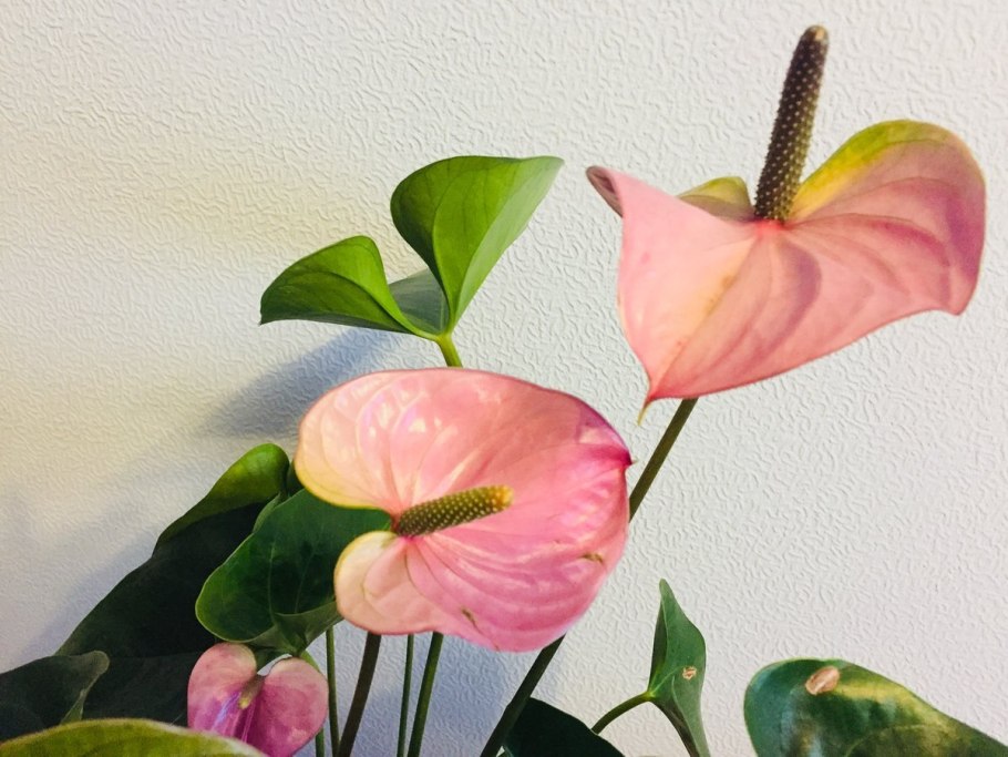 Антуриум Шелл коралл