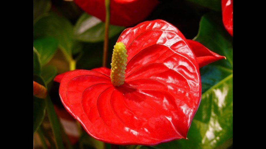 Антуриум Андре Гавайи