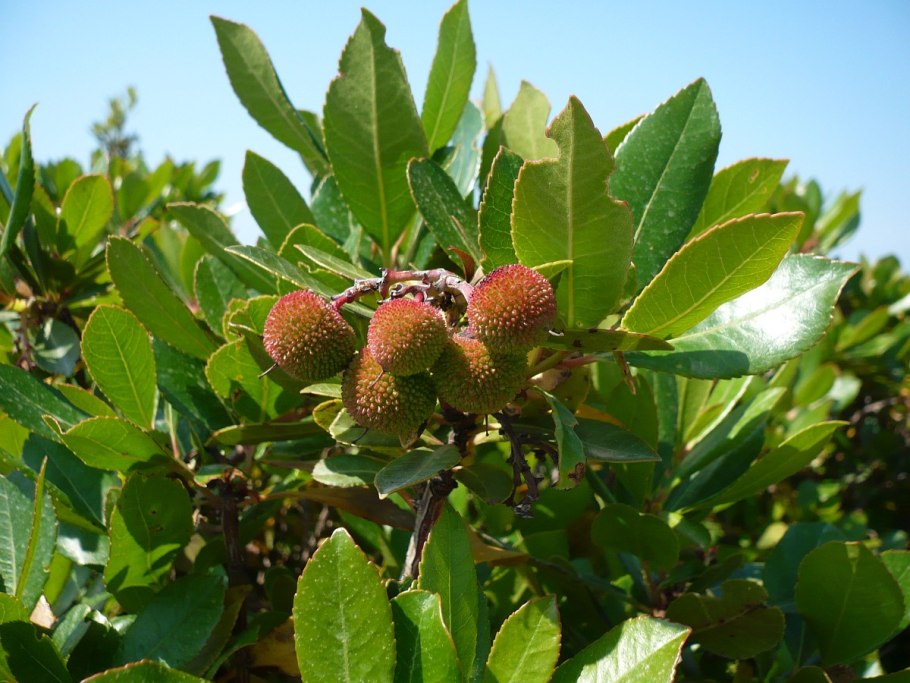 Arbutus unedo (Арбутус, Земляничное дерево)