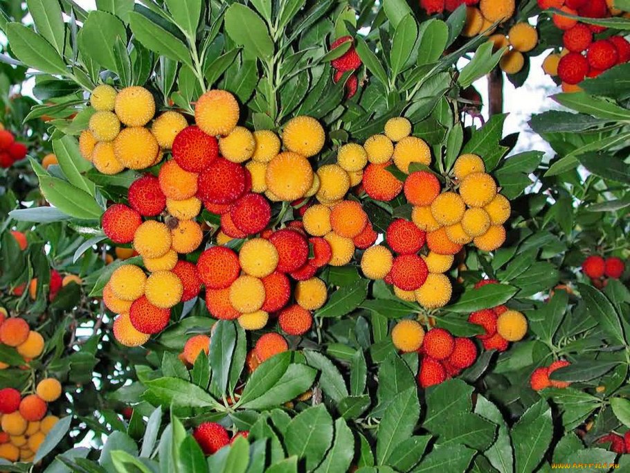 Земляничное дерево (Arbutus)