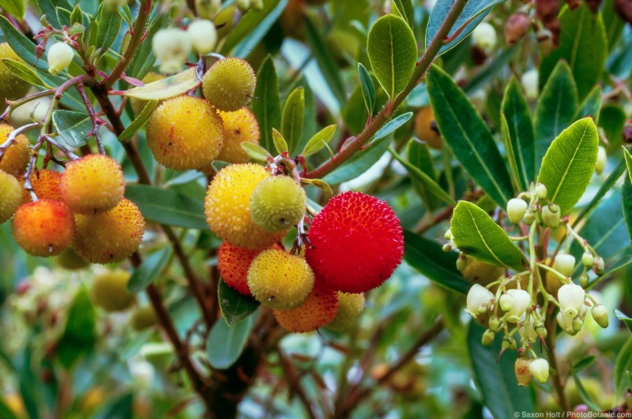 Земляничное дерево красное Arbutus andrachne
