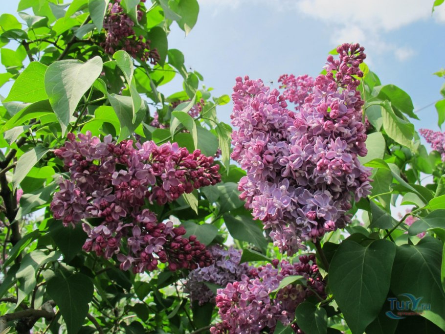 Сирень гималайская - Syringa Emodi.