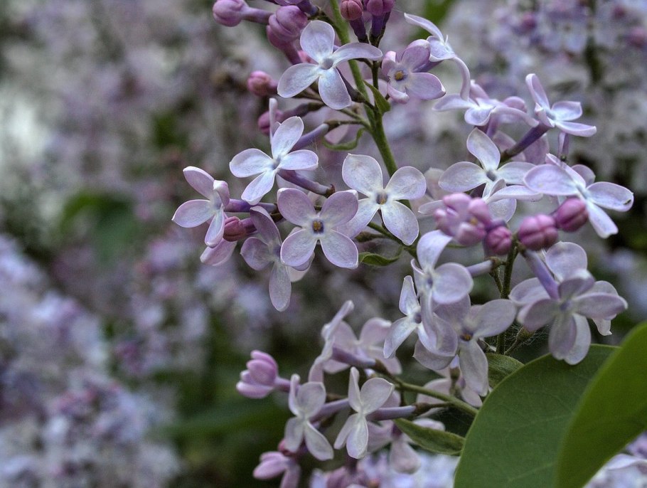 Сирень гималайская - Syringa Emodi.