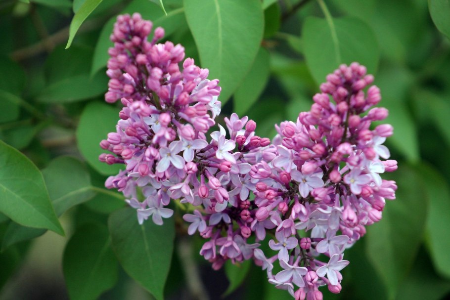 Сирень гималайская - Syringa Emodi.