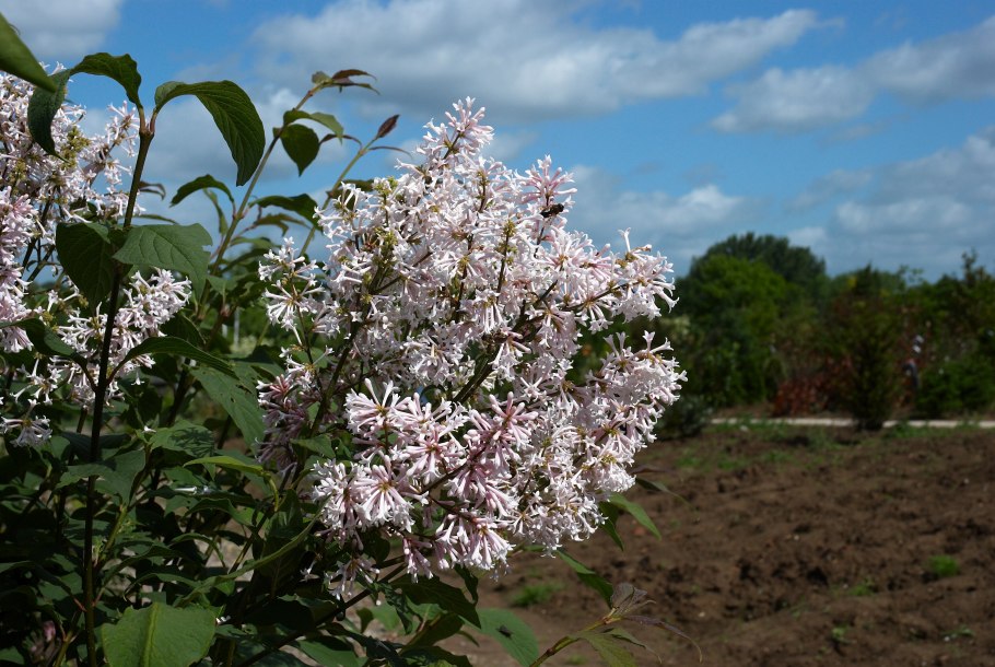 Сирень Комарова