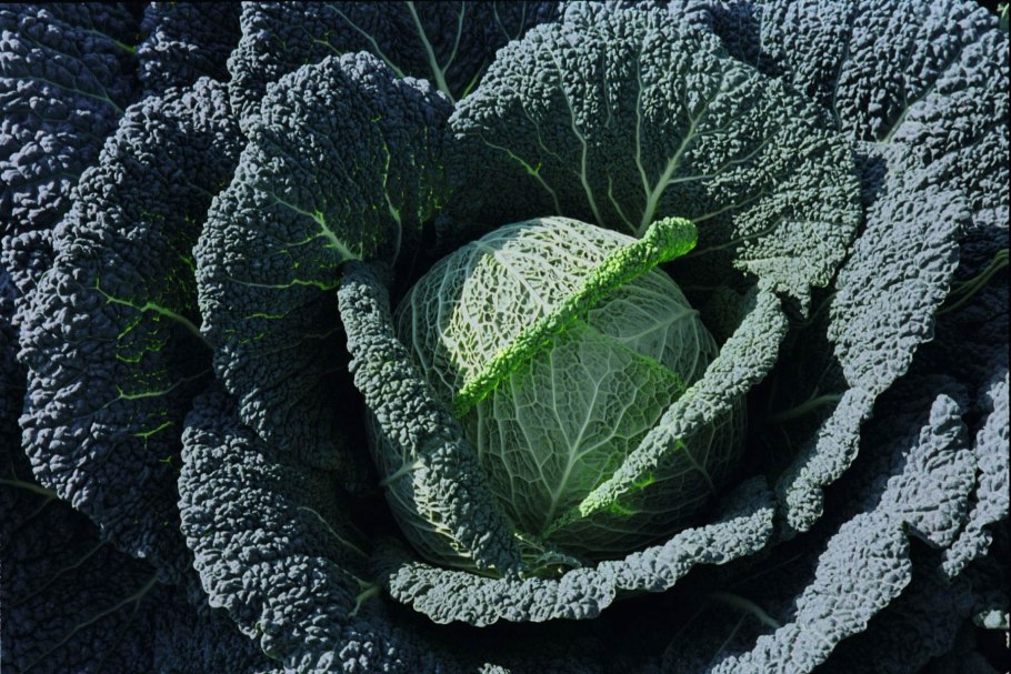 Савойская Вертю