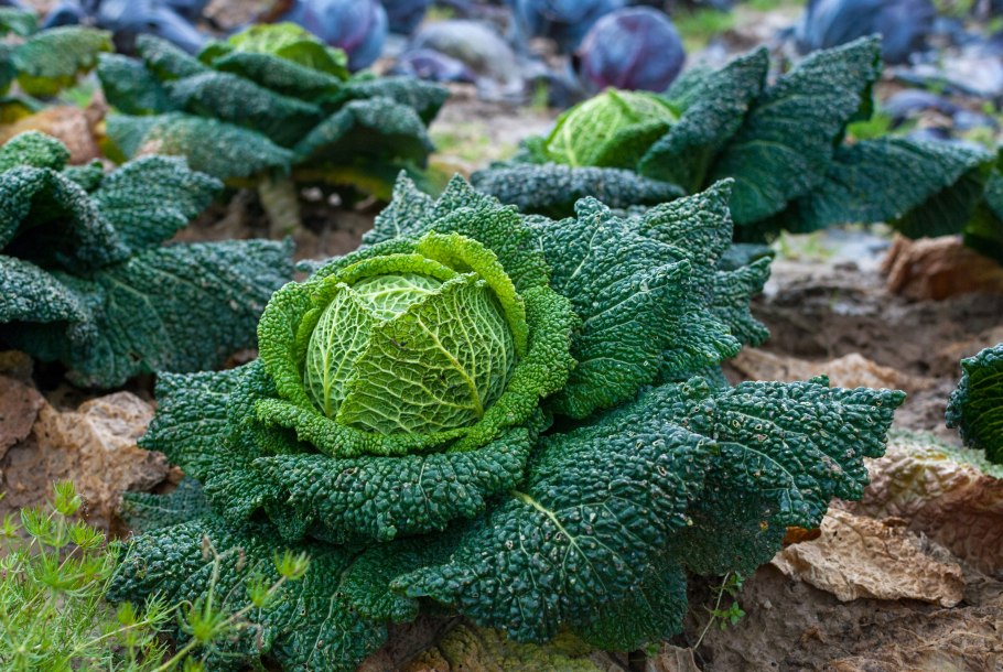 Растение капуста савойская
