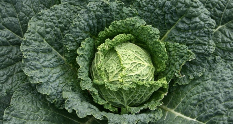 Капуста савойская Вертю