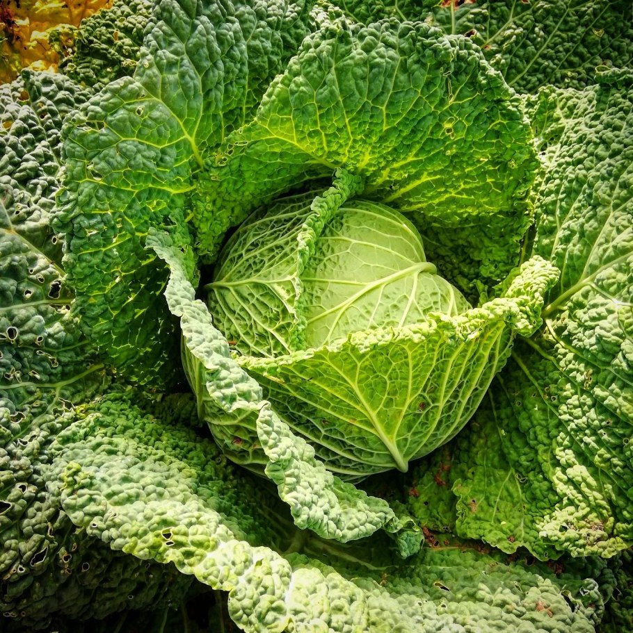 Капуста савойская