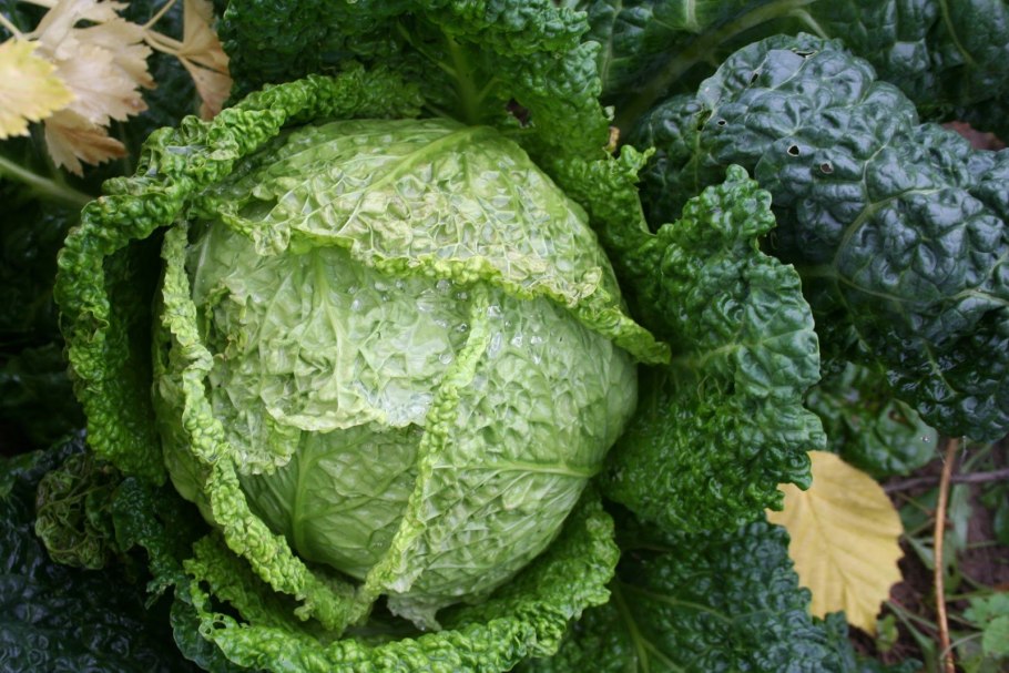 Капуста савойская Вертус
