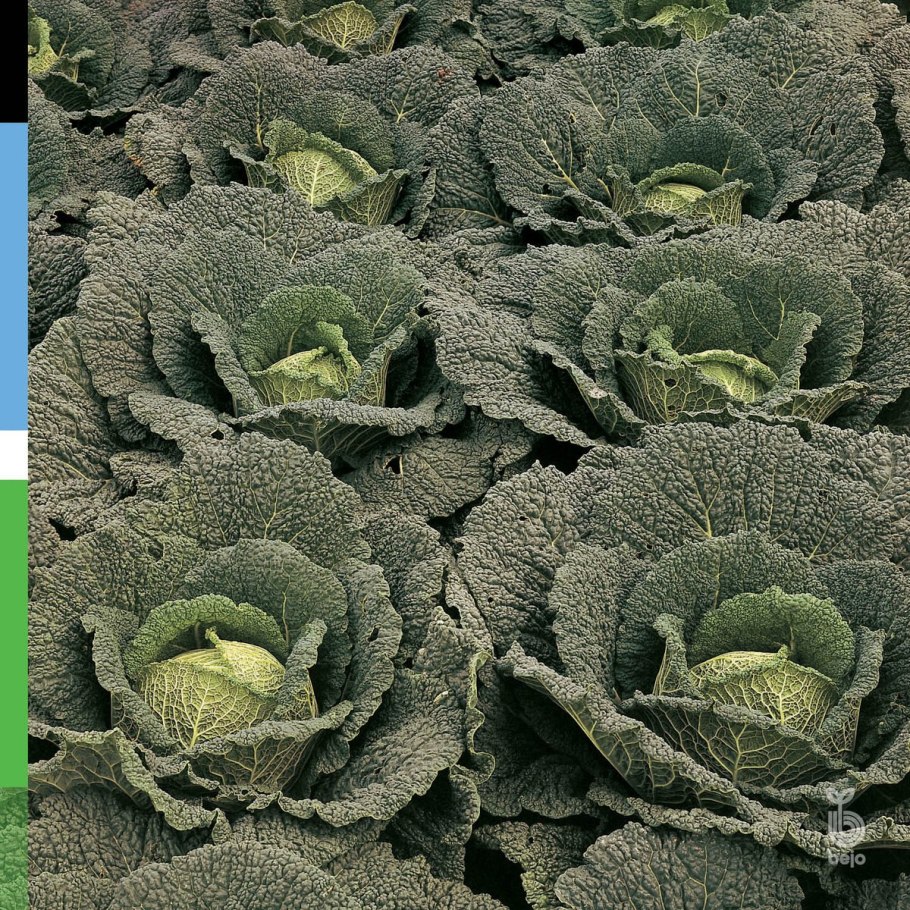 Капуста савойская Уралочка