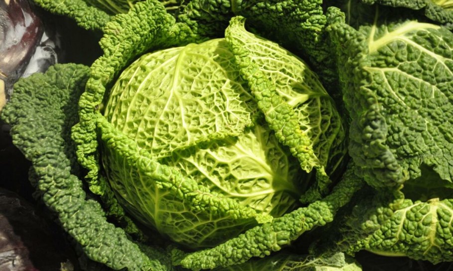 Савойская капуста: капуста-Кружевница