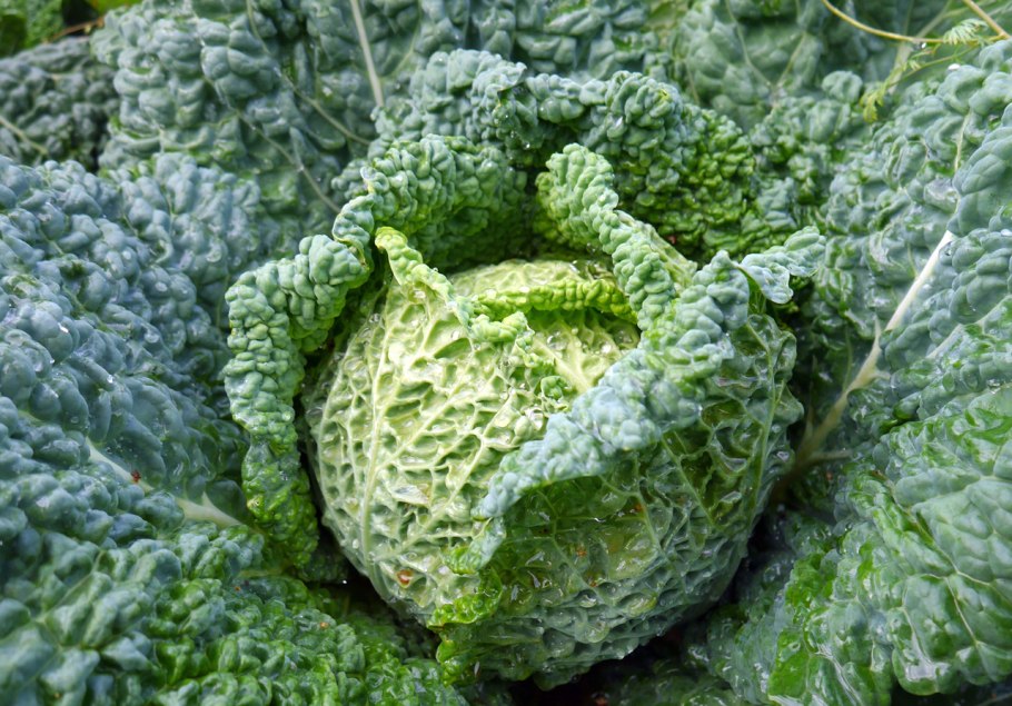Капуста савойская Мелисса f1