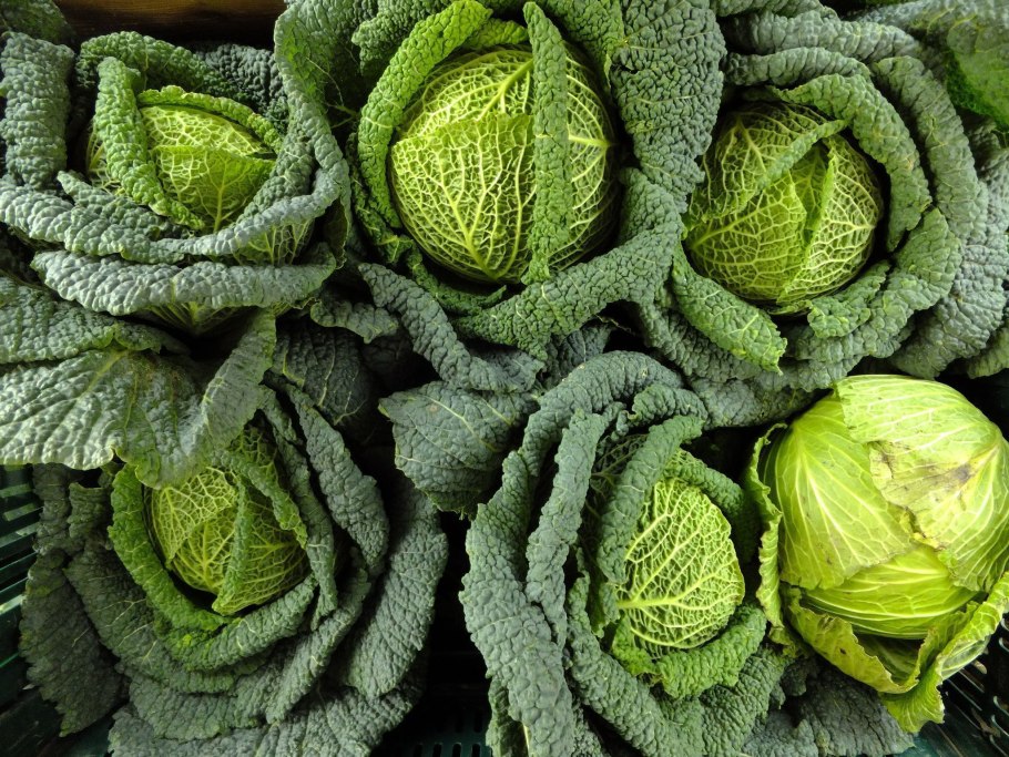 Кочан савойской капусты