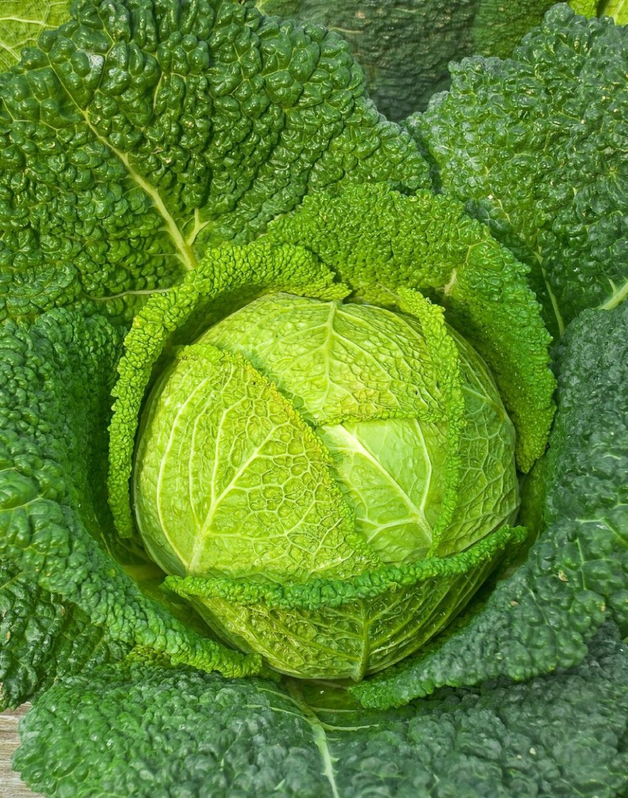 Капуста савойская Вертю