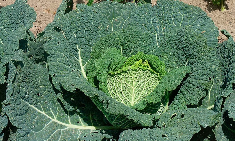 Капуста савойская Уралочка