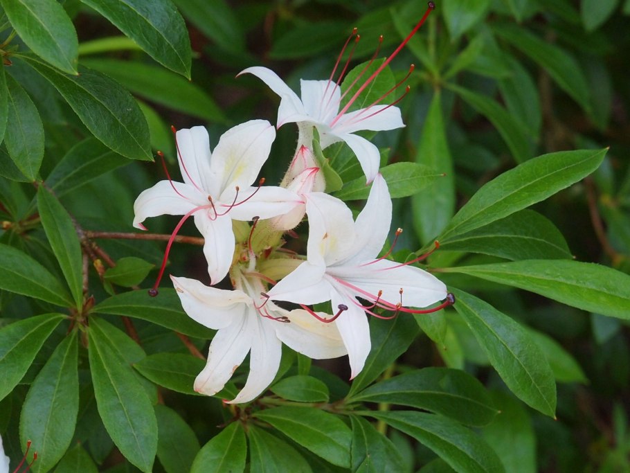 Rhododendron viscosum