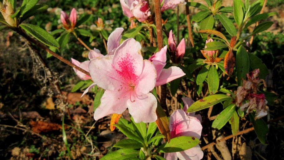 Рододендрон Карибия