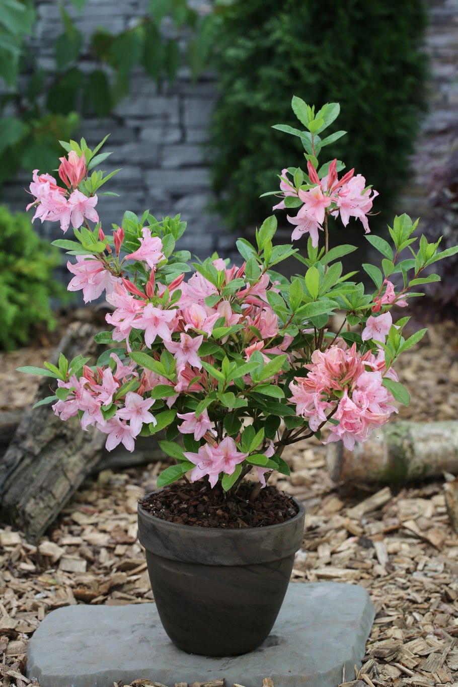 Рододендрон однолетний