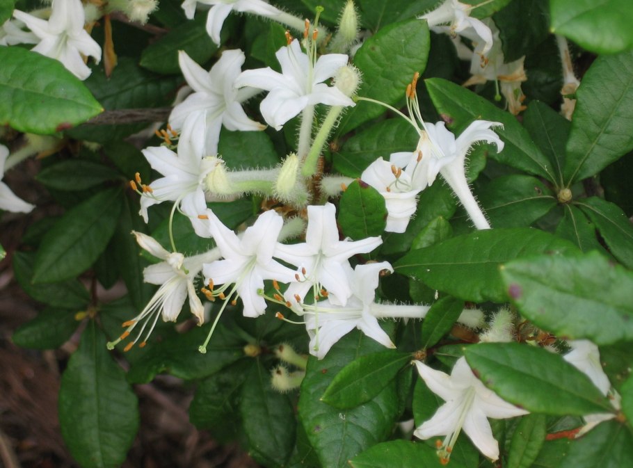 Рододендрон клейкий (Rhododéndron viscósum