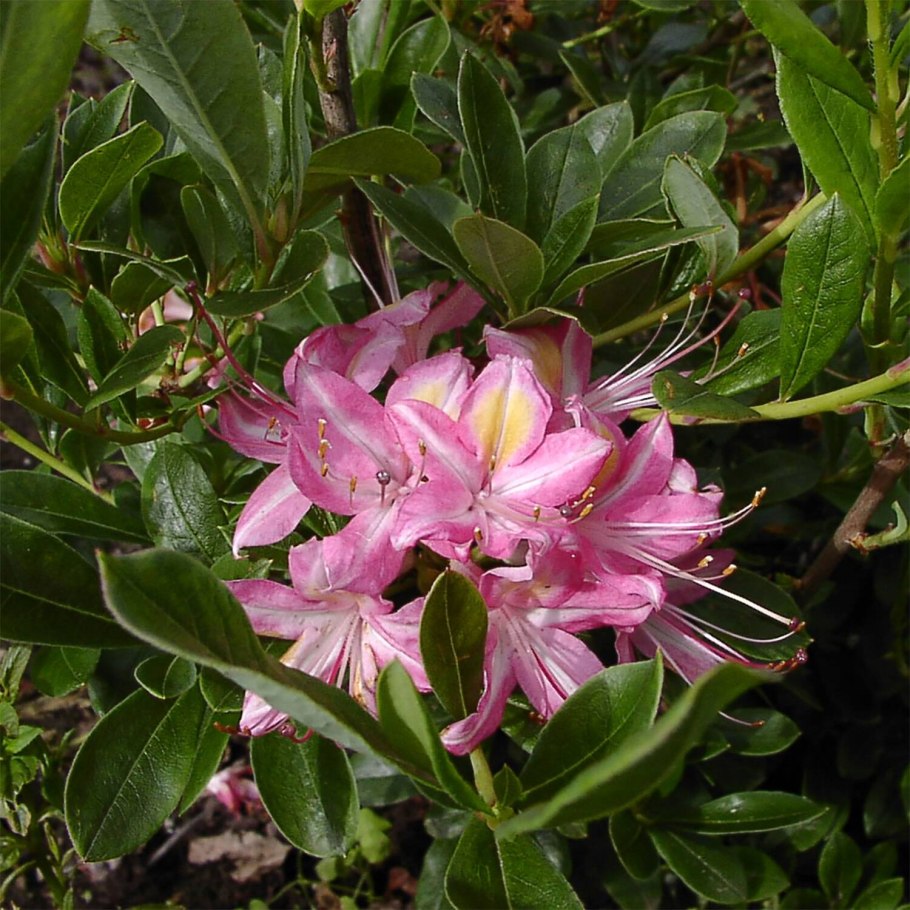 Rhododendron viscosum ribbon Candy