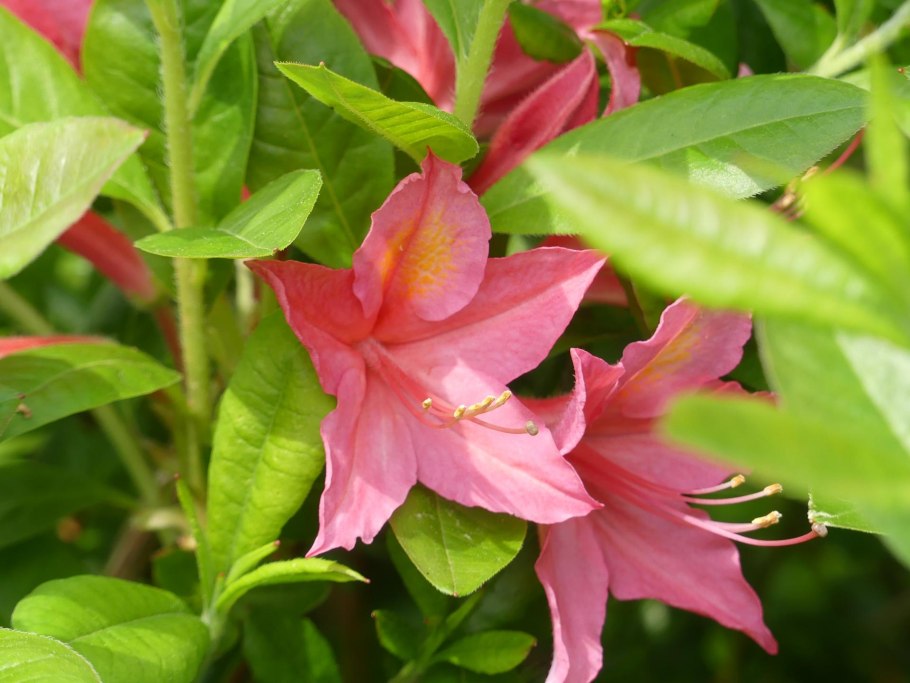 Рододендрон клейкий Жоли мадам