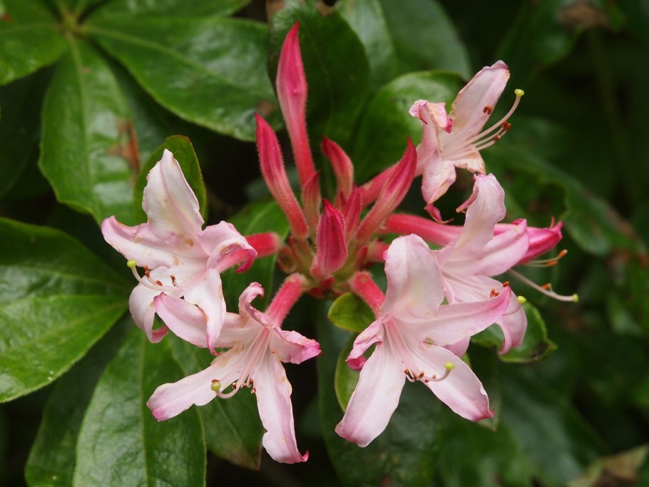 Рододендрон viscosum