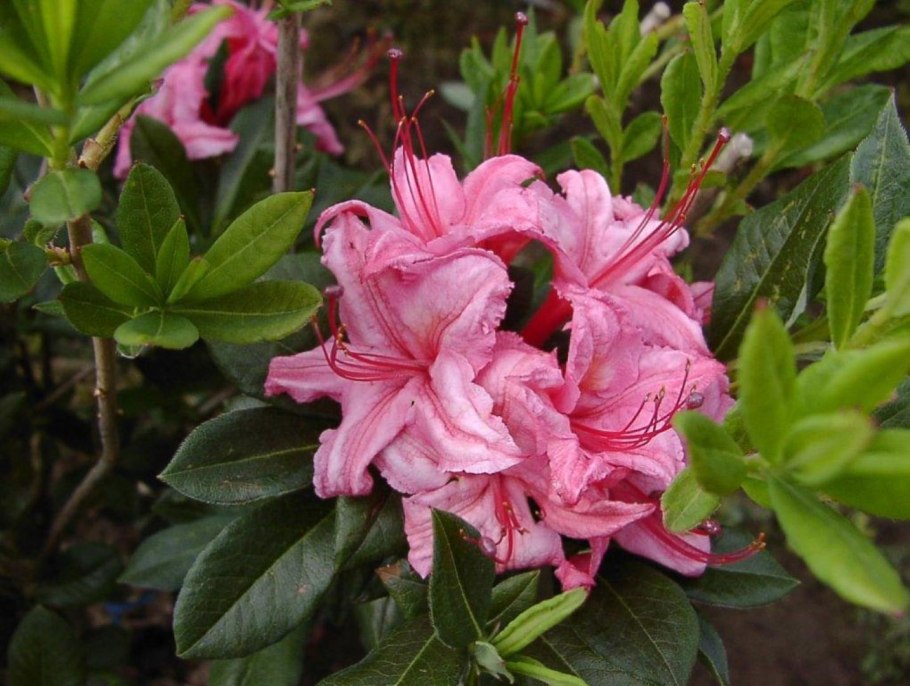 Рододендрон viscosum