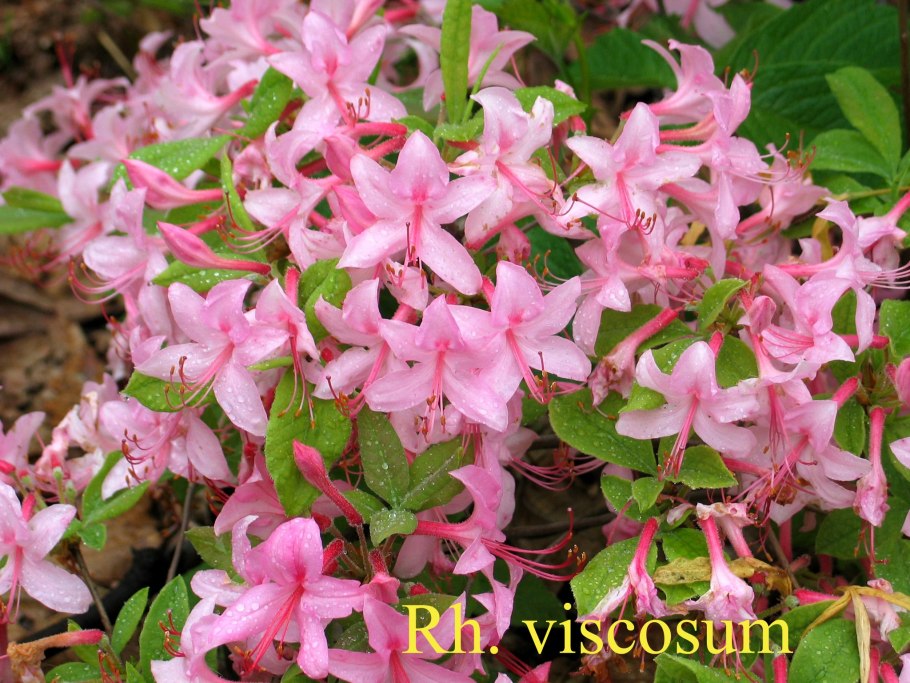 Рододендрон клейкий Juniduft