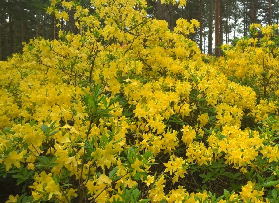 Рододендрон Зоммердуфт