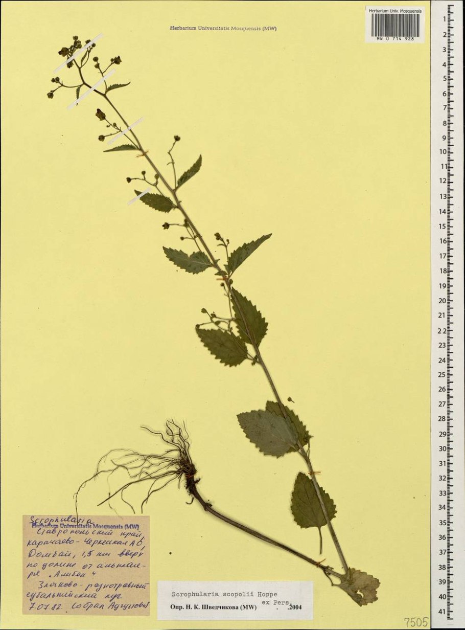 Норичник листья Вероники