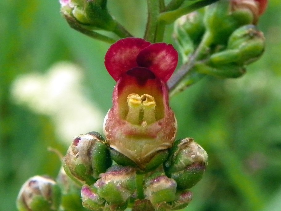 Scrophularia nodosa гомеопатия тиф
