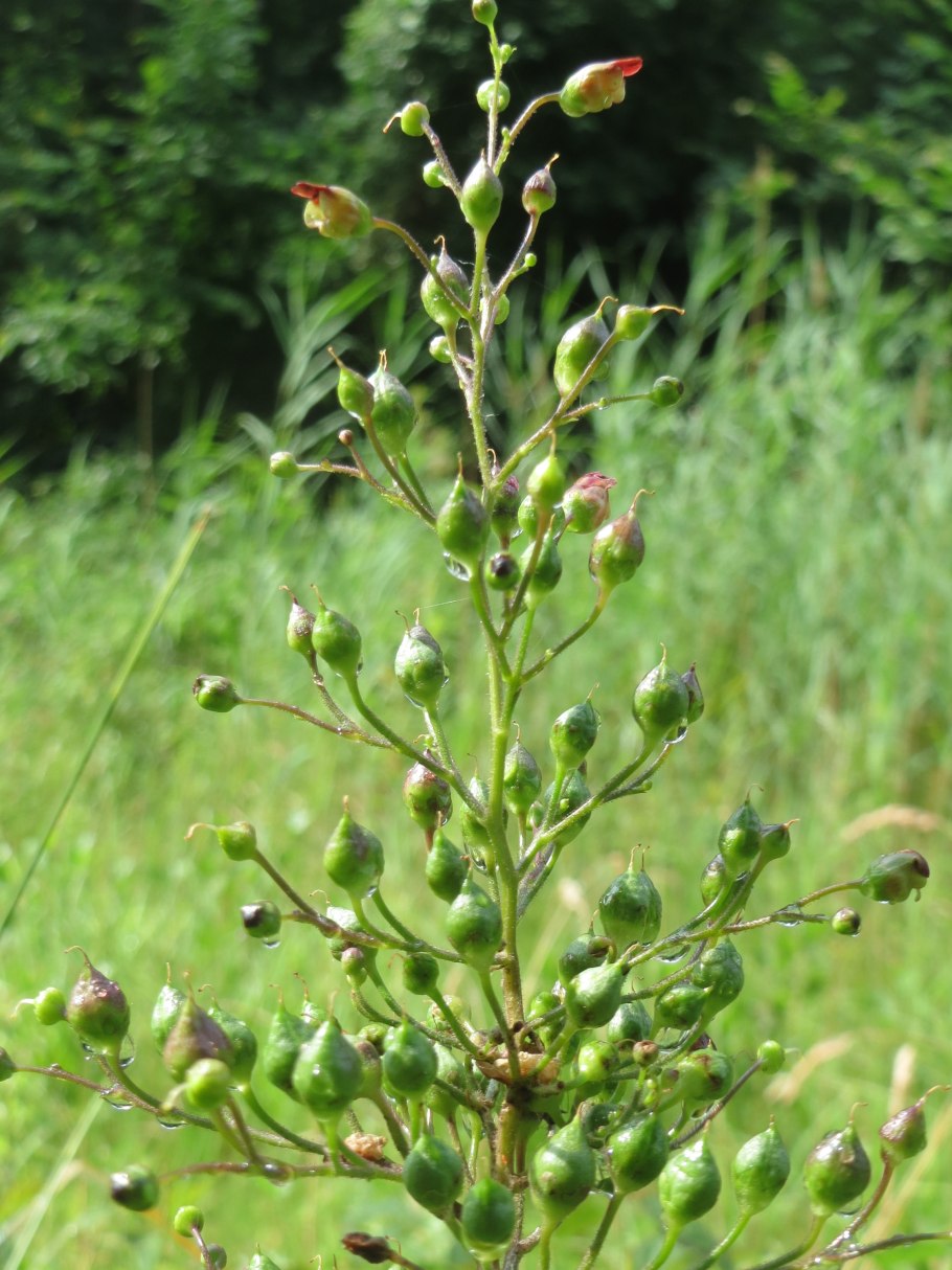 Норичник шишковатый (Scrophularia nodosa)