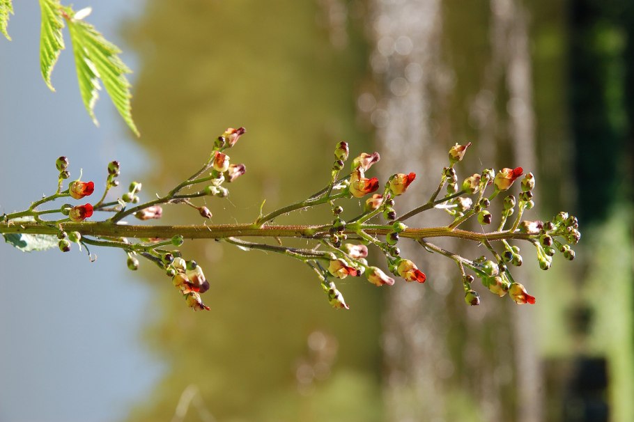Scrophularia nodosa гомеопатия тиф
