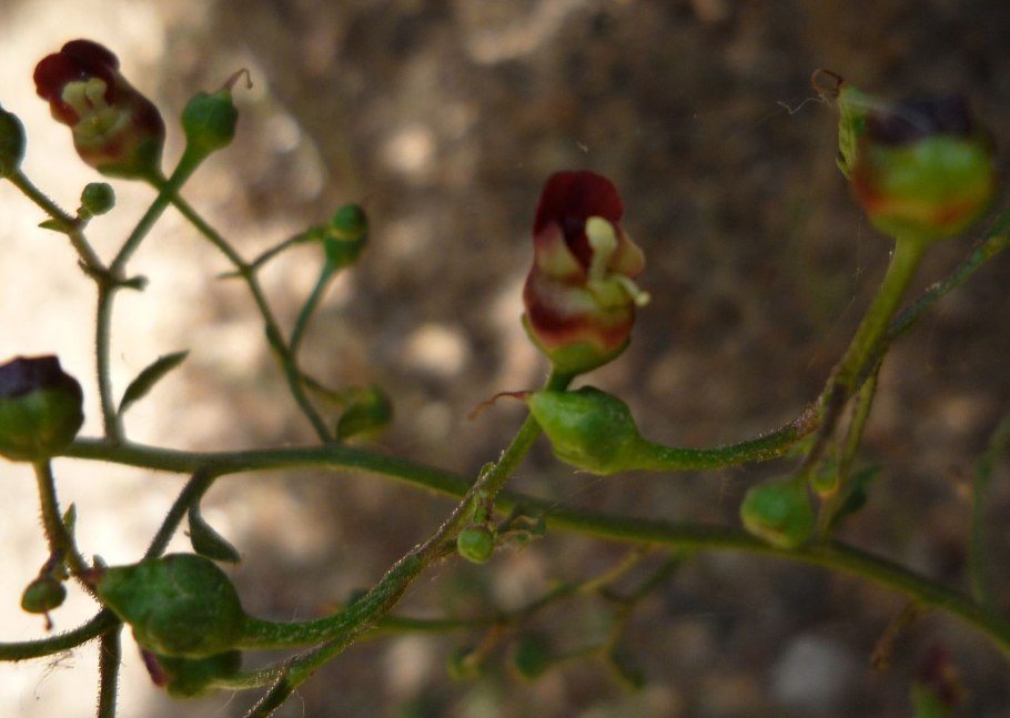 Норичник трава