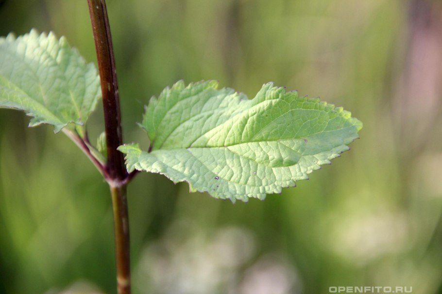 Scrophularia leuсoclada Bunge - h. беловеточный (беловетвистый).
