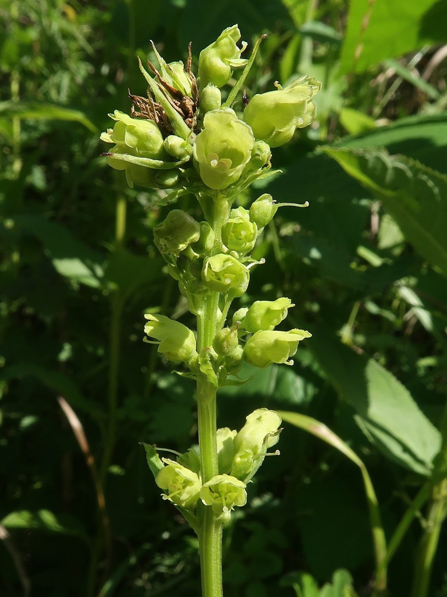 Норичник Амгуньский