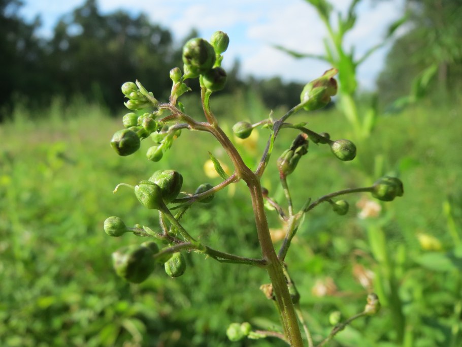 Норичник шишковатый