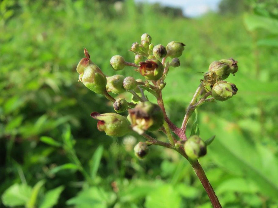 Scrophularia chrysantha