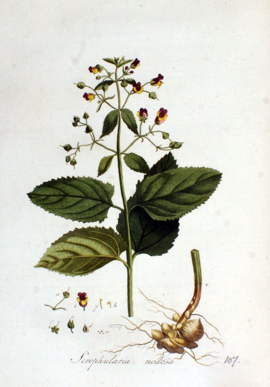 Норичник теневой