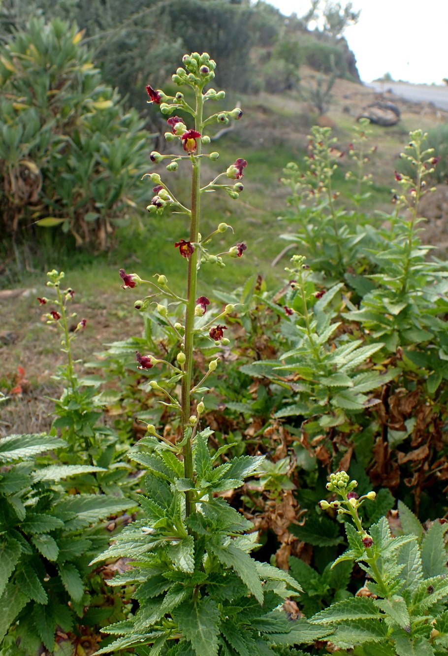 Норичник Тенистый – Scrophularia umbrosa