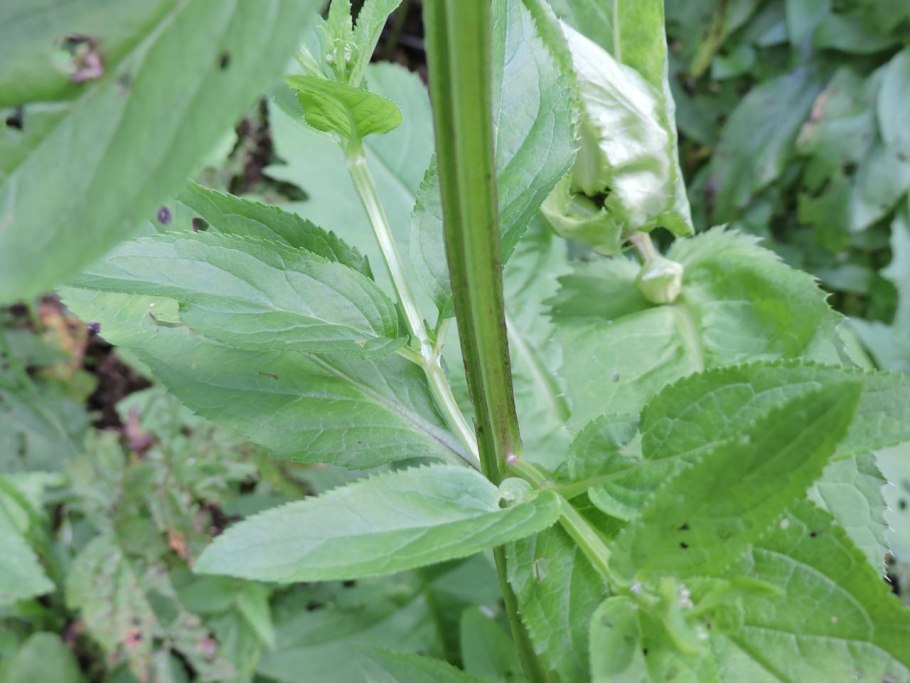 Норичник узловатый Scrophularia nodosa